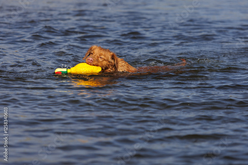 nova scotia duck tolling retriever photo