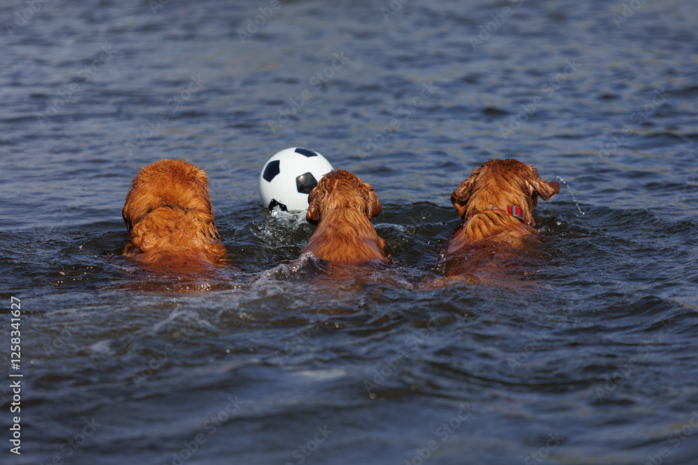 nova scotia duck tolling retriever nova scotia duck tolling retriever