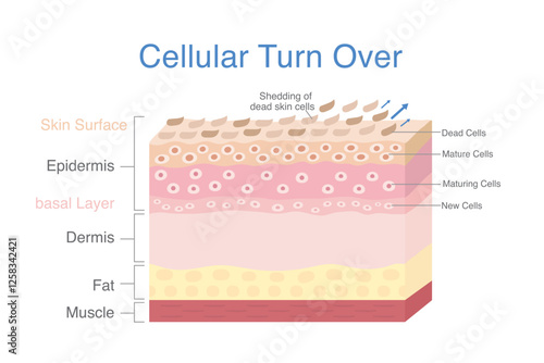 Cellular turn over diagram. 3D skin layer showing start of cells produced in basal layer then maturing and moving up and ending at shedding of dead skin cells at top layer skin.