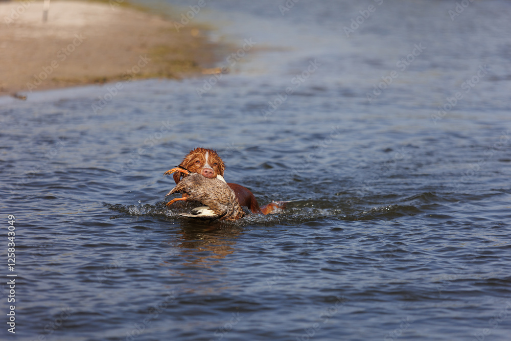 Fototapeta premium nova scotia duck tolling retriever with duck