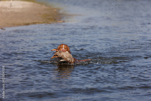 nova scotia duck tolling retriever with duck photo