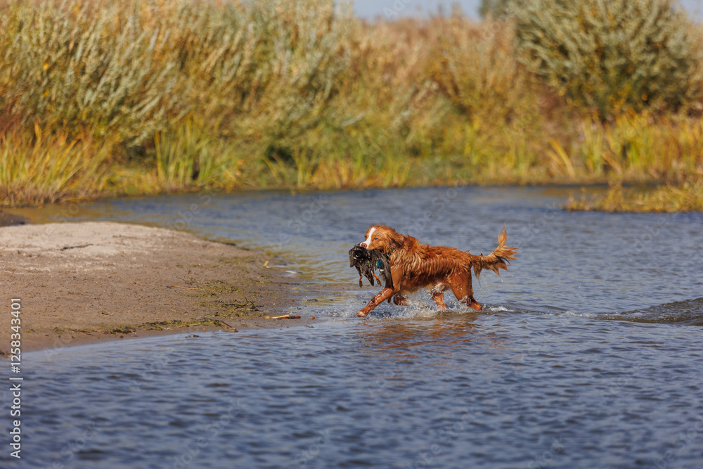 nova scotia duck tolling retriever with duck nova scotia duck tolling retriever with duck