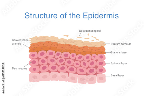 Structure of the epidermis layer during cell turnover. Desquamating cell are out of at the top layer. New cells start at Basal layer.