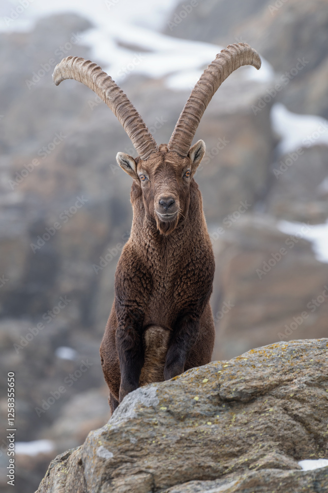 Massive male alpine ibex posing on rocks in its typical habitat in the Italian alps. Winter. Horizontal. Capra ibex.