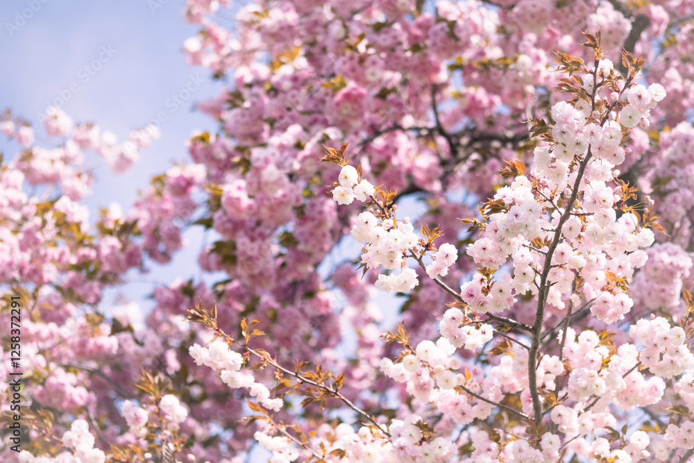 Close-up of double cherry blossoms(Yaesakura) Close-up of double cherry blossoms(Yaesakura)