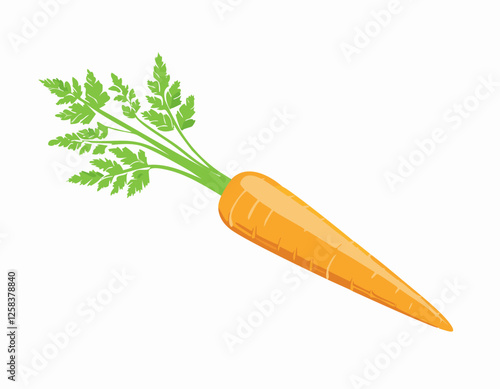 Vector of Fresh carrot isolated on white background healthy close up.