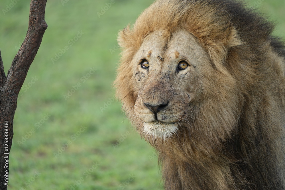 Fototapeta premium portrait of a male lion