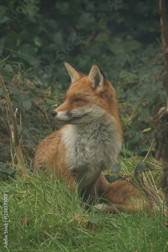 Red Fox Portrait 6
