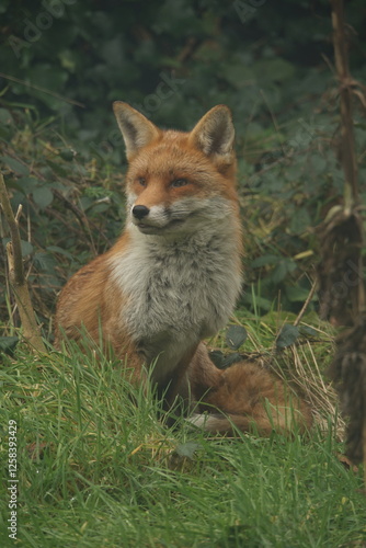 Red Fox Portrait 8