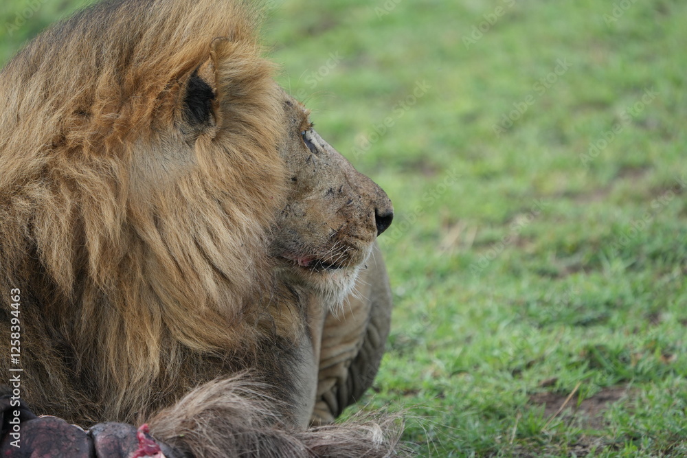 Naklejka premium alpha male lion of a pride in the seerengeti national park. Alpha lion eating a wildebeest gnu carcass