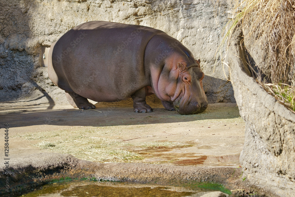 Gen-chan The female hippo at Osaka Tennoji Zoo in Japan (hippopotamus) Gen-chan The female hippo at Osaka Tennoji Zoo in Japan (hippopotamus)