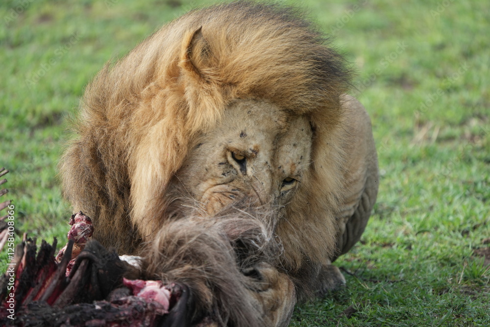 Naklejka premium male lion (king of the savanna) eating a wildebeest carcass, gnu carcass, in the serengeti national park tanzania