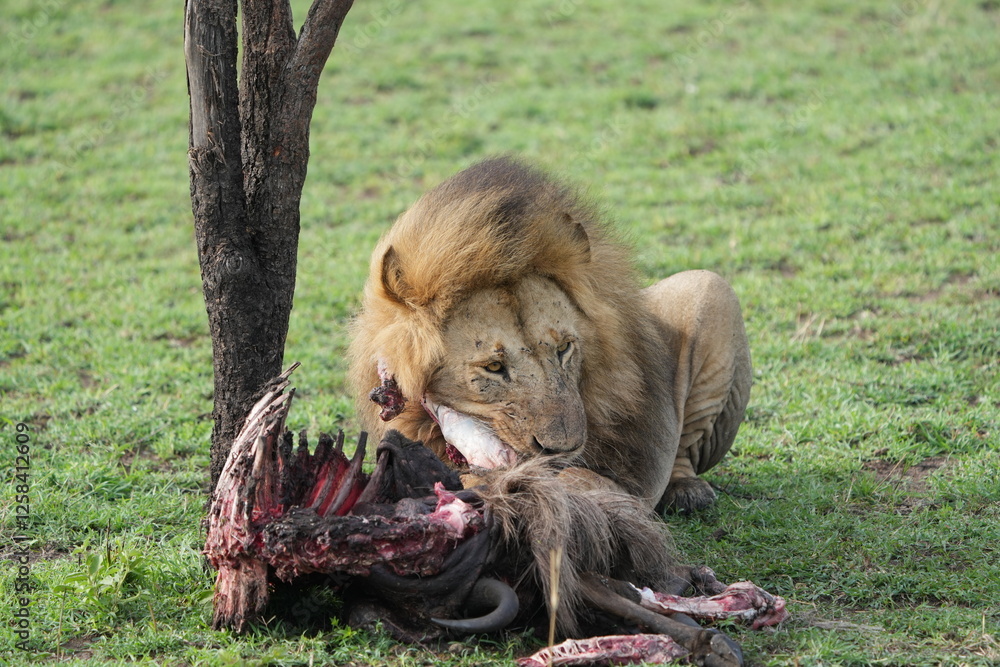 Naklejka premium male lion (king of the savanna) eating a wildebeest carcass, gnu carcass, in the serengeti national park tanzania