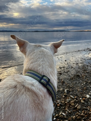 Hund schaut aufs Wasser