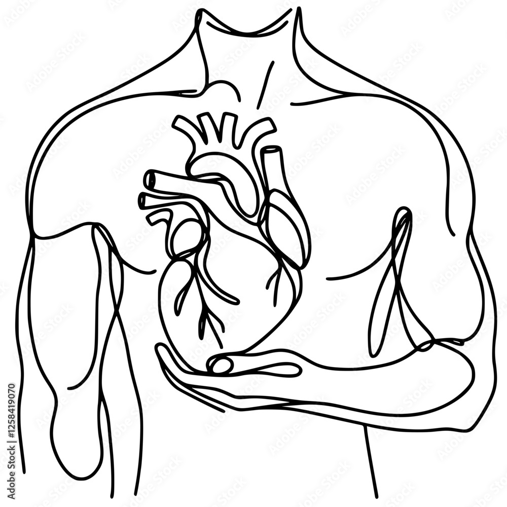 Fototapeta premium Human Heart Anatomy Line Drawing