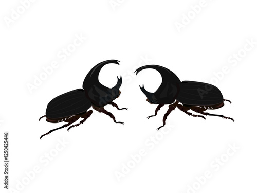 Xylotrupes gideon on a white background.