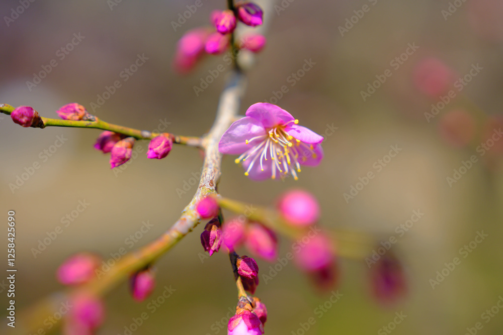 Fototapeta premium plum bossom in spring in China