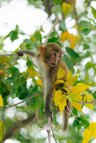 Cute Monkey Sitting on a Tree