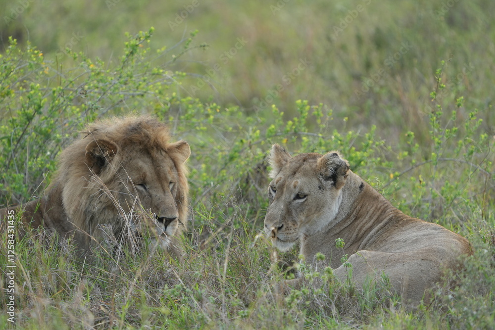portrait of a male and female lion lying together in the grass in the serengeti in the morning (tanzania, wallpaper idyllic background) portrait of a male and female lion lying together in the grass in the serengeti in the morning (tanzania, wallpaper idyllic background)