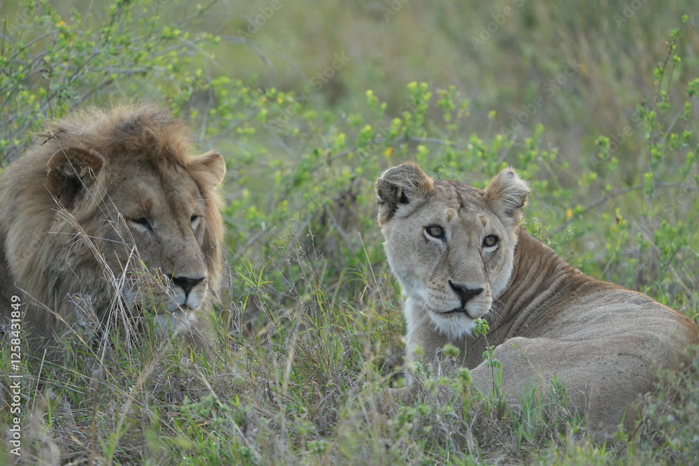 portrait of a male and female lion lying together in the grass in the serengeti in the morning (tanzania, wallpaper idyllic background) portrait of a male and female lion lying together in the grass in the serengeti in the morning (tanzania, wallpaper idyllic background)