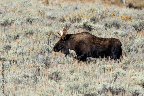 Bull moose walking through Sage Brush on a bright warm day photo