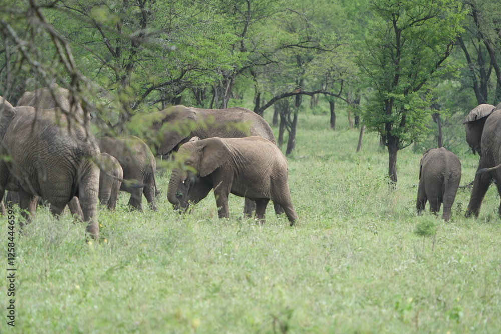 herd of elephants walking away from the camera in the serengeti national park tanzania, with baby elephants herd of elephants walking away from the camera in the serengeti national park tanzania, with baby elephants
