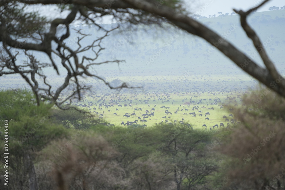 view of thousands of wildebeests (herd of gnus) in the serengeti national park during the migration view of thousands of wildebeests (herd of gnus) in the serengeti national park during the migration