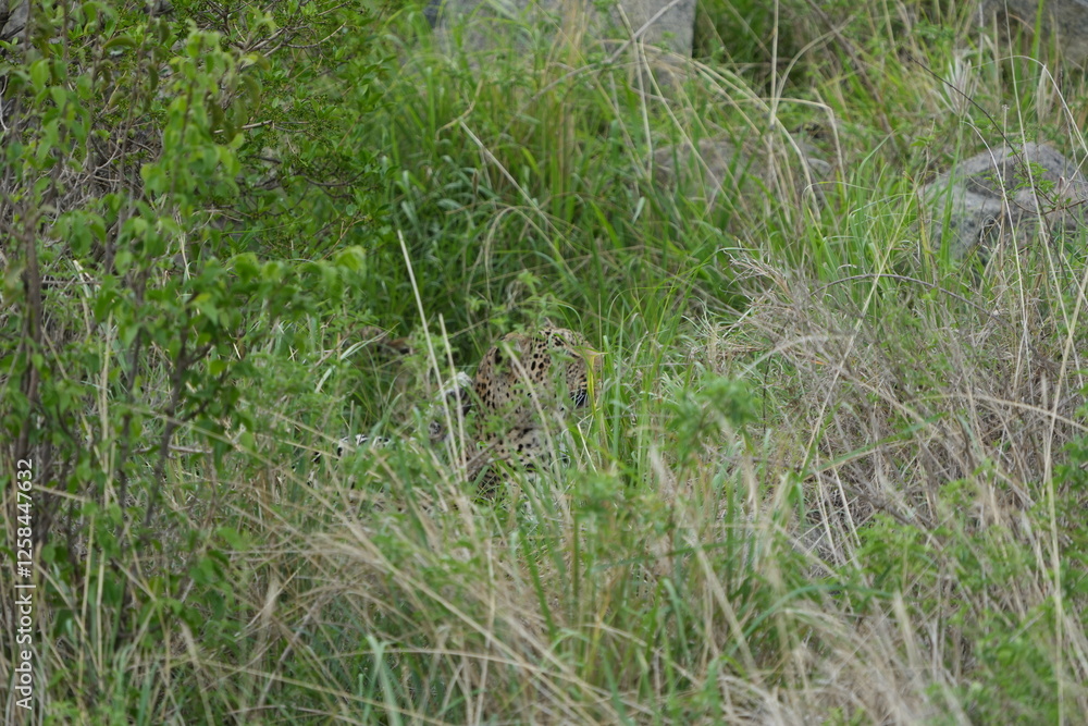 camouflaged leopard hiding with its cub in the serengeti national park in tanzania camouflaged leopard hiding with its cub in the serengeti national park in tanzania