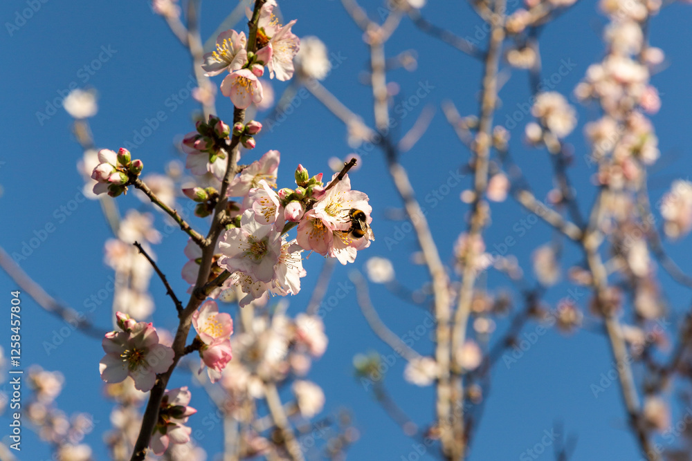 Branches d'amandier, gros plan sur les fleurs de couleur blanches rosées avec un bourdon butinant, sur fond de ciel bleu Branches d'amandier, gros plan sur les fleurs de couleur blanches rosées avec un bourdon butinant, sur fond de ciel bleu