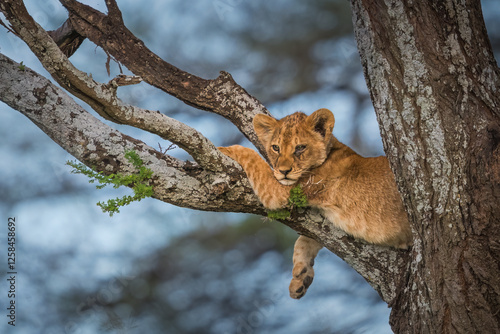 Lion Cub in a tree waiting for mom on the Serengeti 