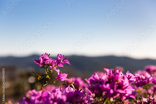 Fleurs de bougainvilliers de couleur fuchsia sur fond de paysage naturel et ciel bleu photo