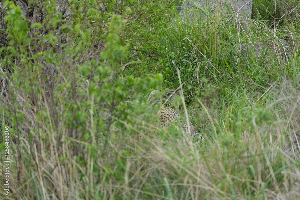 camouflaged leopard hiding with its cub in the serengeti national park in tanzania camouflaged leopard hiding with its cub in the serengeti national park in tanzania
