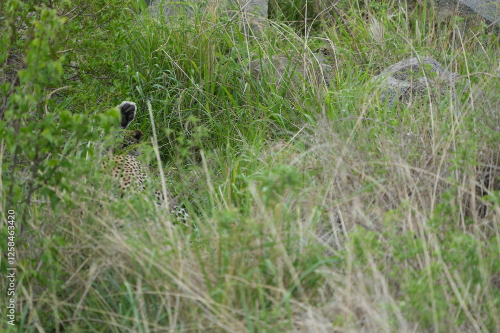 camouflaged leopard hiding with its cub in the serengeti national park in tanzania