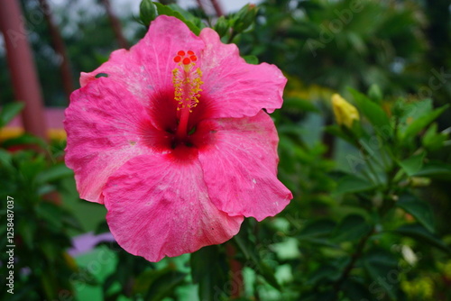 Beautiful hibiscus flower on the garden 