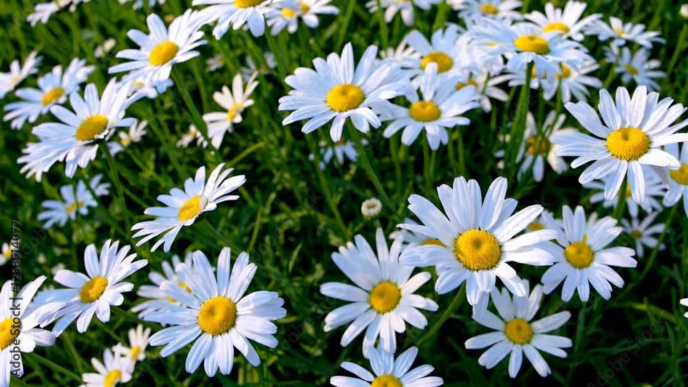A serene video capturing a field of blooming daisies, emphasizing nature's beauty with vibrant colors and a close-up camera angle. A serene video capturing a field of blooming daisies, emphasizing nature's beauty with vibrant colors and a close-up camera angle.