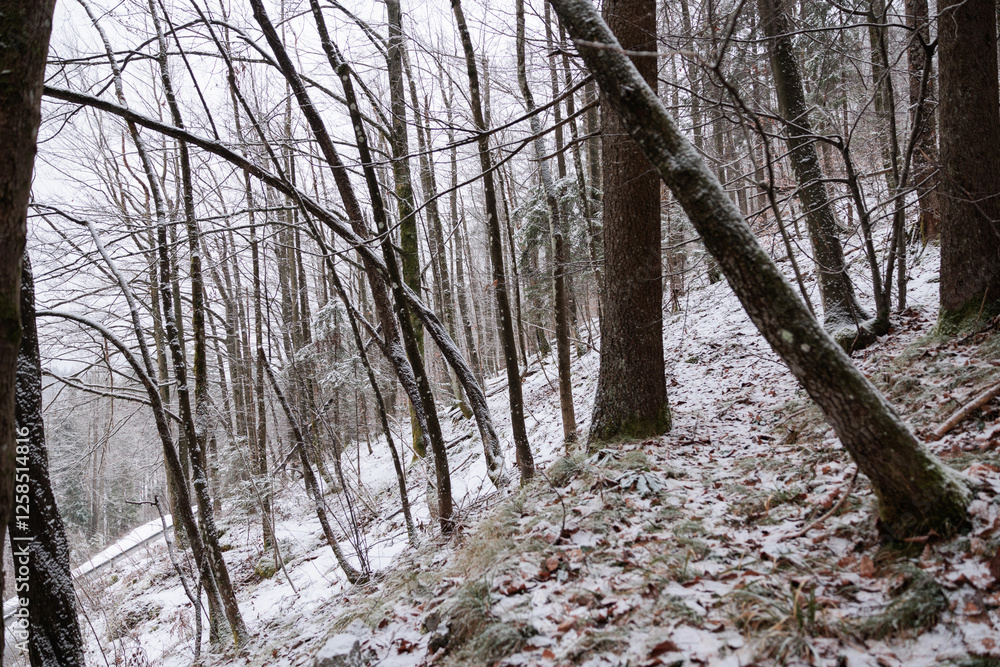 panoramica su un bosco di collina innevato, in Slovenia, di mattina, in inverno