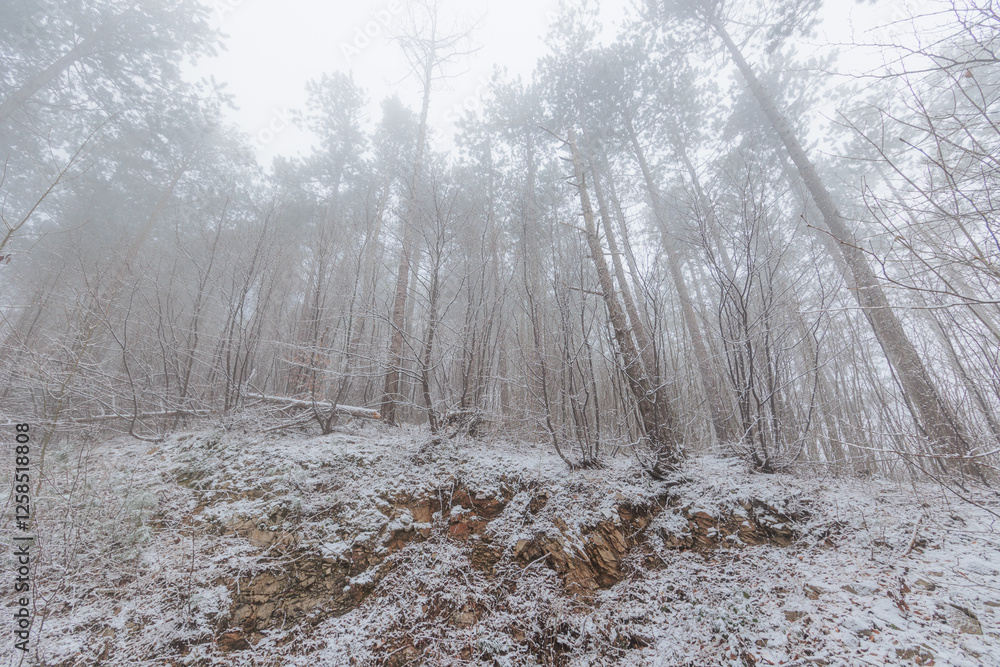 panoramica su una foresta collinare innevata e avvolta nella nebbia, in Slovenia, in inverno