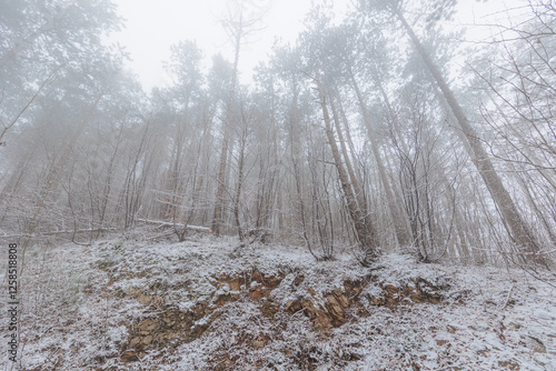 Obraz na płótnie panoramica su una foresta collinare innevata e avvolta nella nebbia, in Slovenia, in inverno w salonie