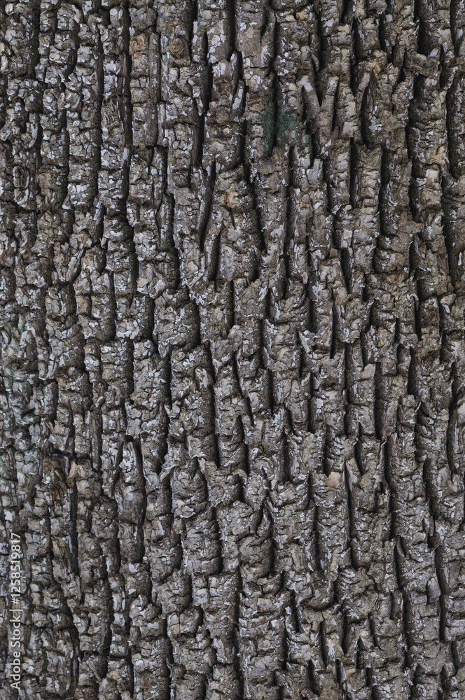 Bark of A White Ash, Fraxinus americana, Adirondack Forest Preserve, New York, USA Bark of A White Ash, Fraxinus americana, Adirondack Forest Preserve, New York, USA
