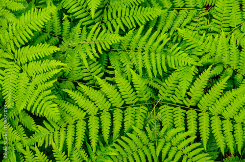 Braken Ferns, Pteridium aquilinum , Adirondack Forest Preserve, New York
