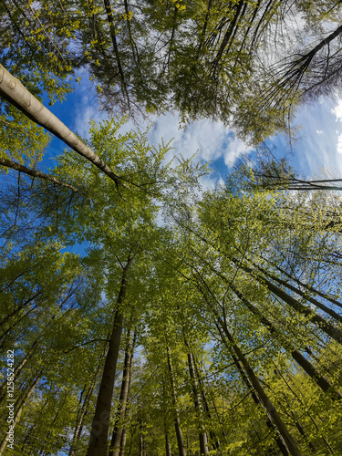 Trees in forest against the blue sky dotted with white clouds.