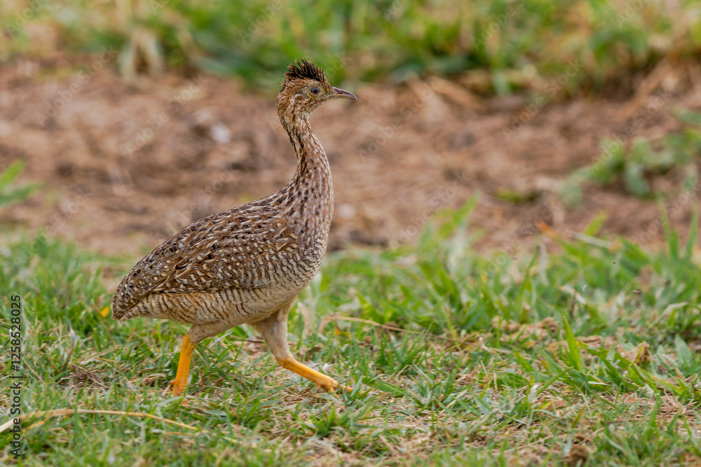A walking White-bellied Nothura 