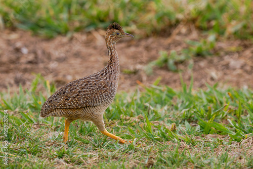 A walking White-bellied Nothura  photo