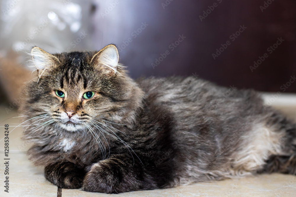 Fototapeta premium There is a fluffy cat that has blue eyes, and it is laying on the floor