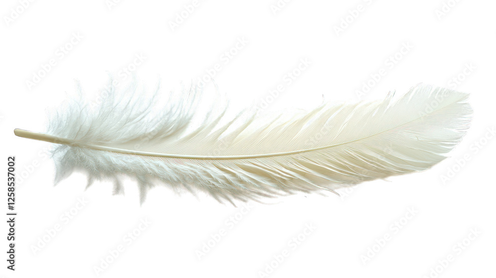 Obraz premium white feather isolated on white background