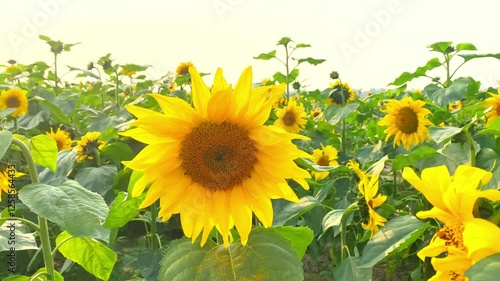 Sunflower in Sunset time, Sunflower growing in field