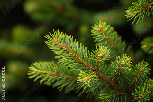       A close up of a forest of pine trees with a green background