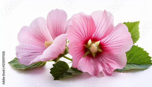 pink marshmallow or althaea officinalis flower isolated on white background