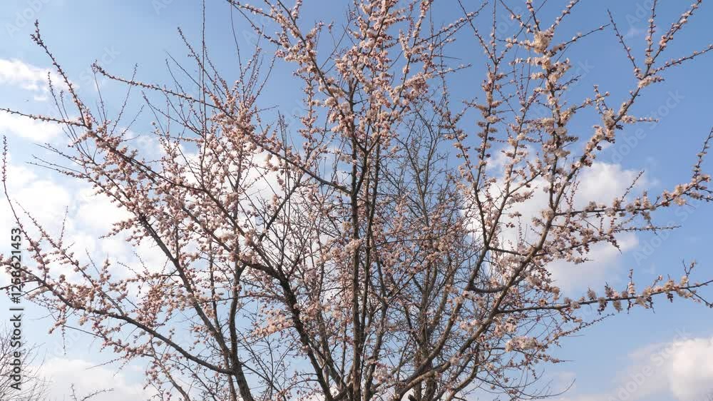 blossom trees spring garden. pink flower tree bee sky. Up breeze growth person plant medicinal park. light viewing wind lush ecology spirea tree scenic. space organism enjoying time prunus branch. blossom trees spring garden. pink flower tree bee sky. Up breeze growth person plant medicinal park. light viewing wind lush ecology spirea tree scenic. space organism enjoying time prunus branch.