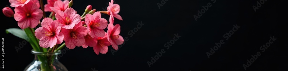 Black background with blooming Syringa flowers in a vase, floral, background Black background with blooming Syringa flowers in a vase, floral, background